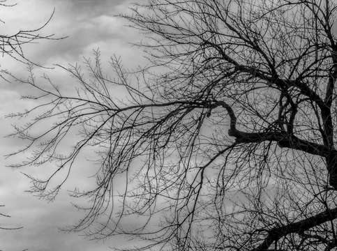 Winter trees and clouds 7 2