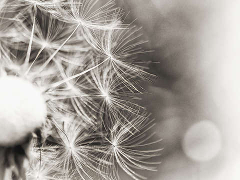Emigrate ii