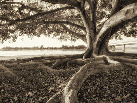 Roots and branches