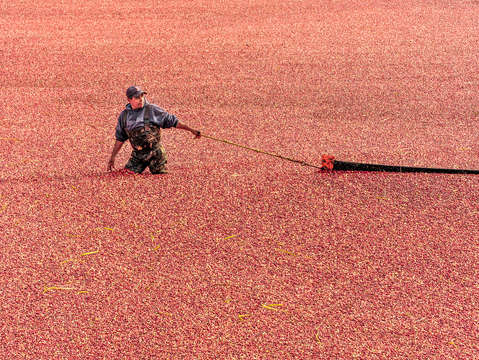 Cape cod cranberry harvest 2