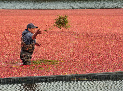 Cape cod cranberry harvest 3
