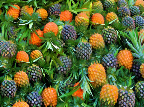 Pineapples