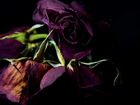 Fading roses