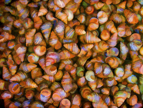 Snails 2