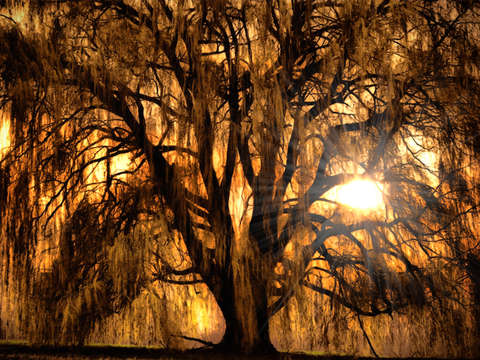 Sunset through the willow