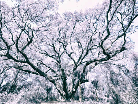 Strength in infrared