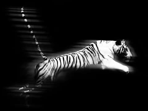 White tiger leap