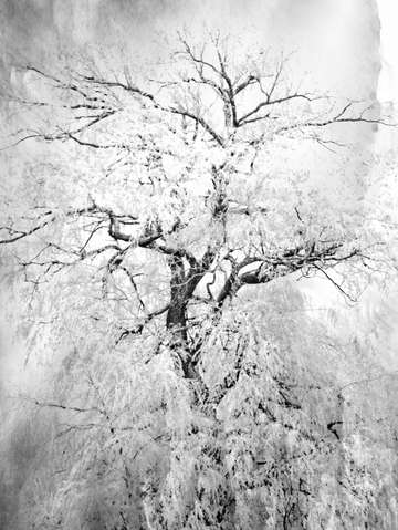 Infrared tree 3
