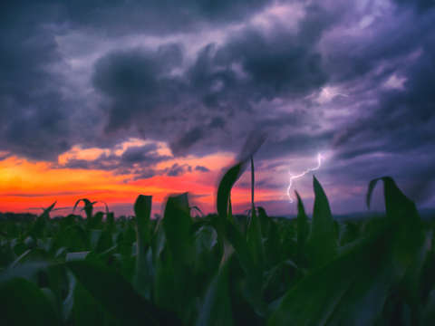 Corn field in flux