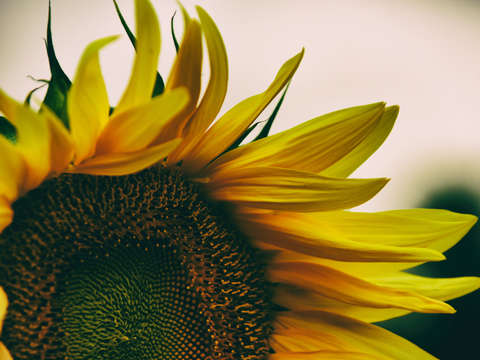 Sunflower side