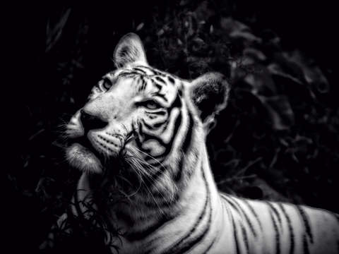 White tiger pose