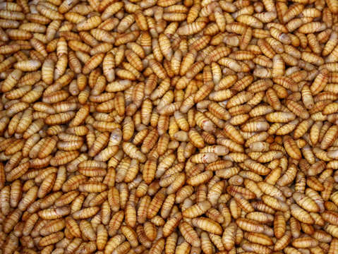 Silkworms