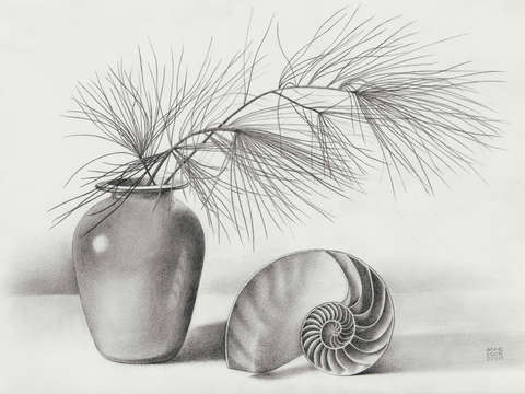 Pine Needles and Nautilus Shell