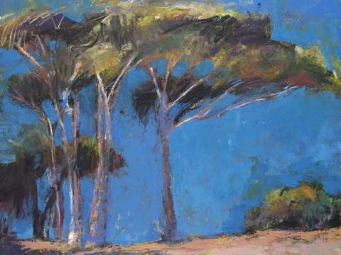 Pinus pineas 2