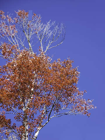 Fall sky