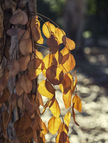 Autumn beauty