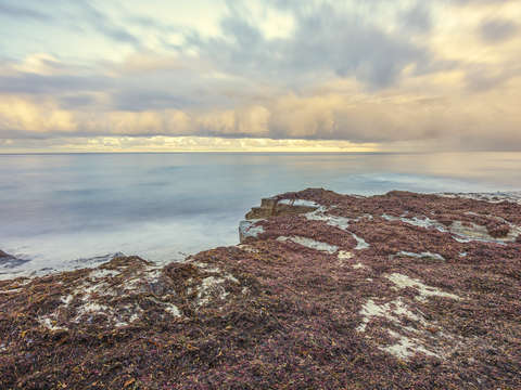 Covered in kelp
