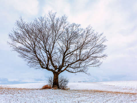 Trees are poems that the earth writes upon the ski