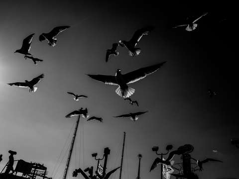 Coney island 8