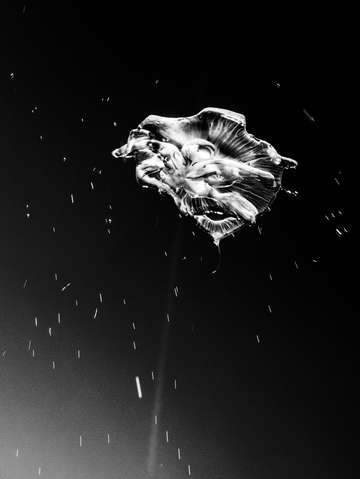 Jellyfish 3