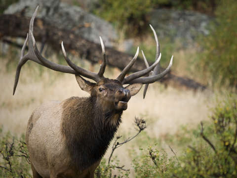 Bull elk