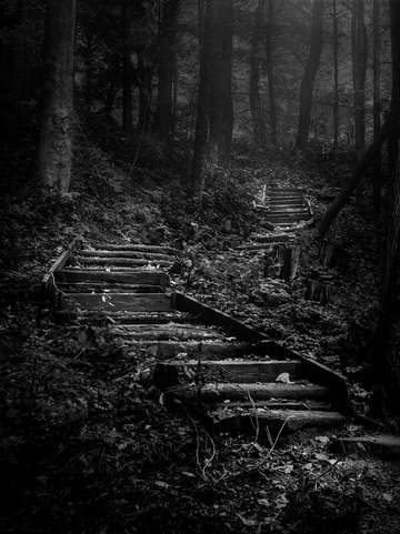 Forest stairs