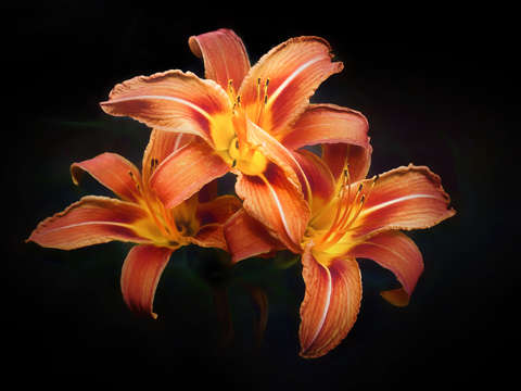 Three lilies