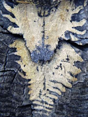 Forest apparition