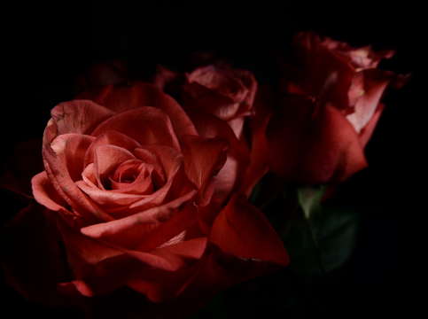 Bloom 6