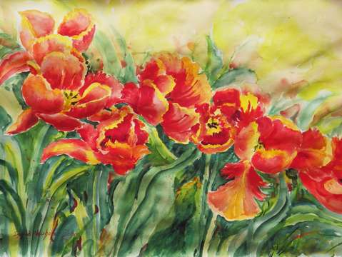 Tulips 11