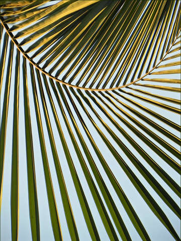 Palm sky 2