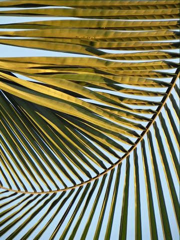 Palm sky ii