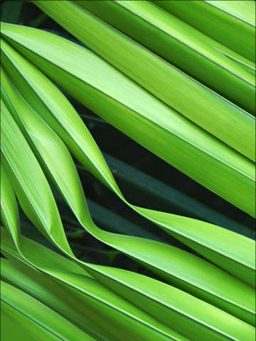 Palm sky iii