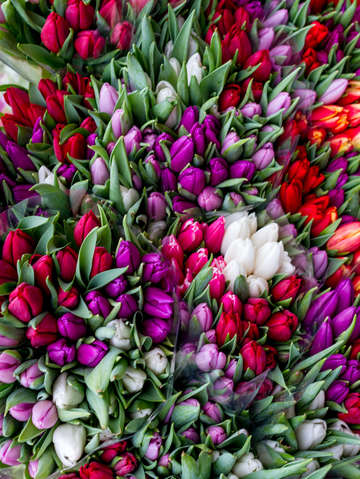 Dutch tulips