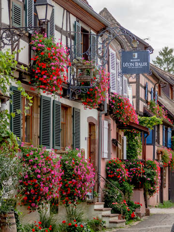 Alsaces overflowing window boxes