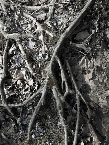 Rooted Earth