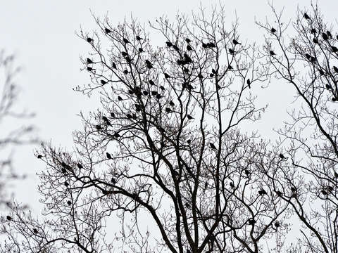 Birds of a feather 5