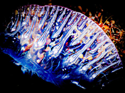 Metamorphosis 5