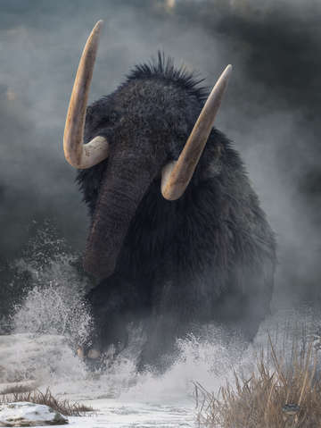 Charging mammoth