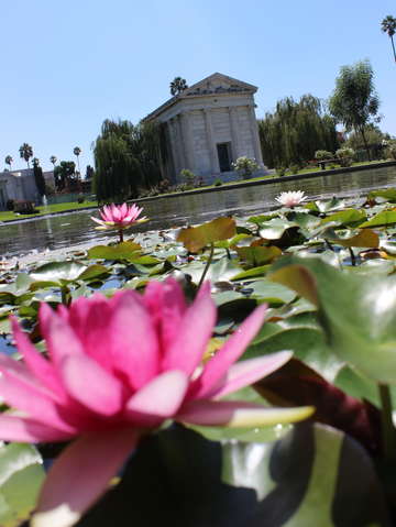 Pond flower