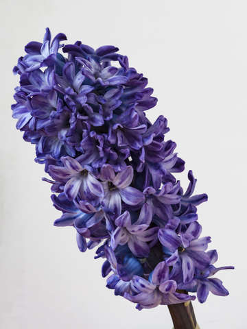 Hyacinth 2