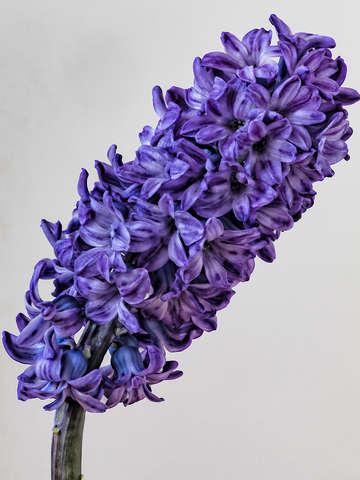 Hyacinth 3