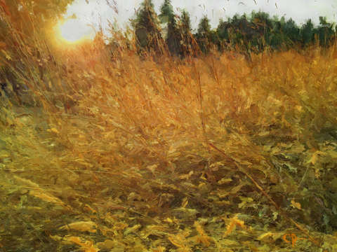 Summer grass