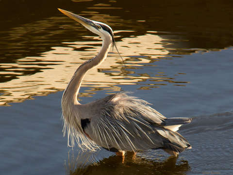 Grey heron