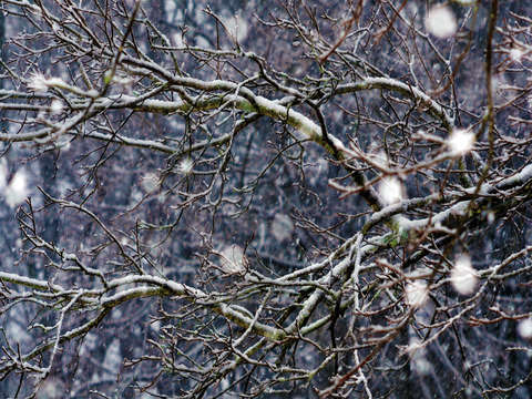 Snowfall