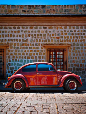 Oaxacan bug experiment 8