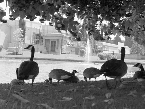 Ducks