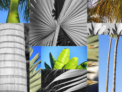 Palm tree parts
