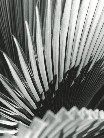 Palm leaves 2