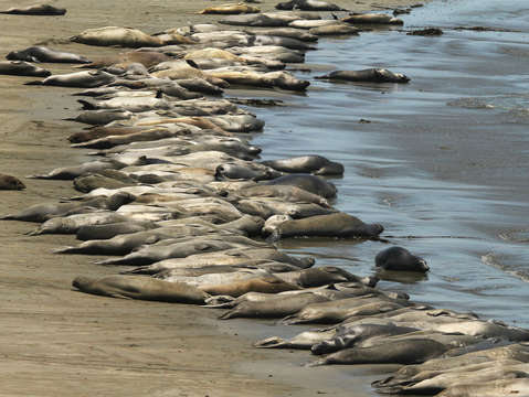 50 shades of elephant seal